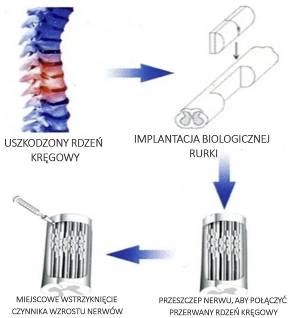 regeneracjardzenia kręgowego