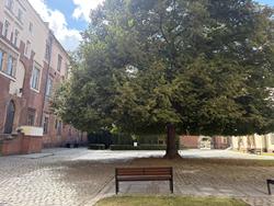 Dziedziniec na Zamku Piastowskim