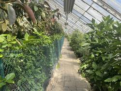 Path in the Palm House